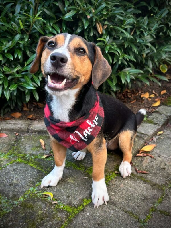 Persoonlijk Cadeau Honden bandana