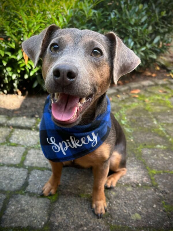 Persoonlijk Cadeau Honden bandana