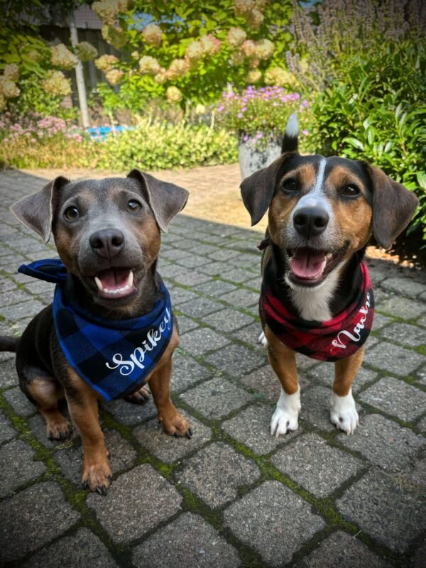 Persoonlijk Cadeau Honden bandana